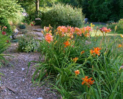 Double daylily display