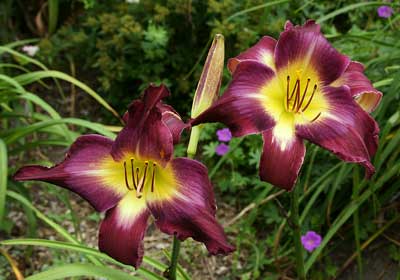 Daylily 'Jerry Hyatt'