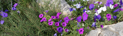 petunias