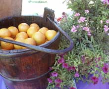 Clementines in antique bucket