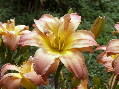 'Ambrosia Rows' daylily, a rose-mauve-amber hose-in-hose double with a feathered eye.