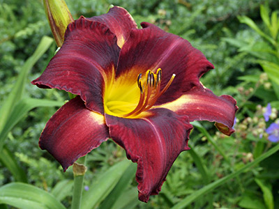 'Bison Royalty', a deep violet-purple daylily with a darker eye, a 2014 introduction.