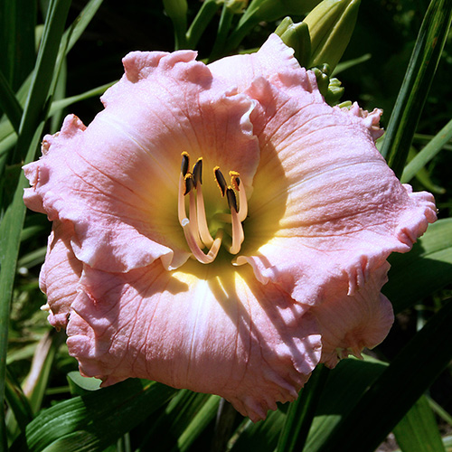 'Bison Baby' a baby-ribbon pink tetraploid daylily.