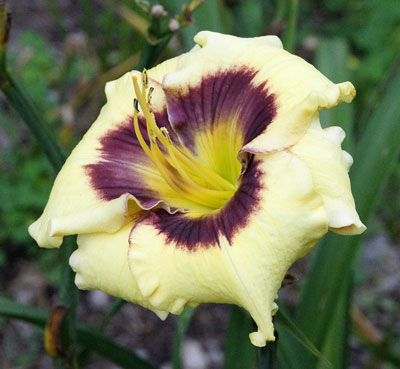 Daylily 'Bison Kabloom' is cream with a purple feathered eye.