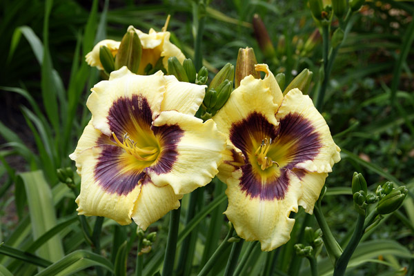 Daylily 'Bison Kabloom' in a clump.