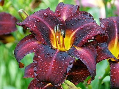 'Bison Royalty' daylily flower with raindrops, showing rain resistance.