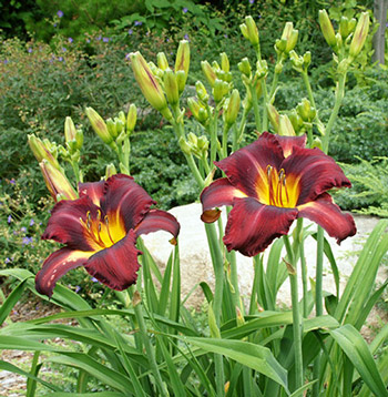 A pair of 'Bison Royalty' daylily blooms against heavily budded scapes.