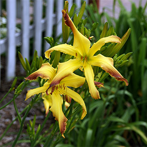 A pair of 'Cinnamon Crunch' daylily blooms.