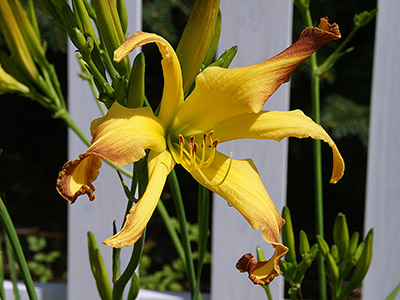 'Cinnamon Crunch', a yellow gold Unusual Form-Crispate daylily with bronze tips.