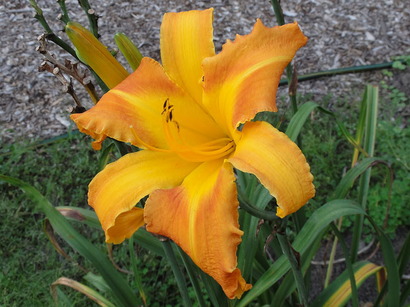 'Ambrosia Rows' daylily, a rose-mauve-amber hose-in-hose double with a feathered eye.