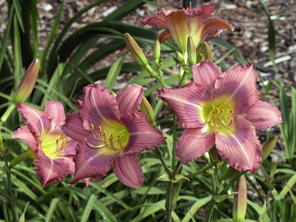 Multiple blooms and purple-tipped buds of daylily 'Grape Kiss'.