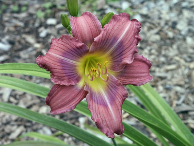 Daylily 'Grape Kiss', is light purple with a clear grape purple and veins.