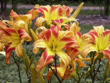 'Love and Dazzle' daylily as a clump.