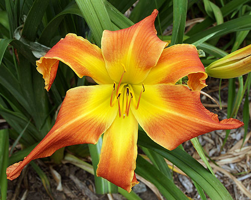 Daylily 'Mango Punch', a 7.5" Unusual Form, clear orange, red halo, and wide throat.  