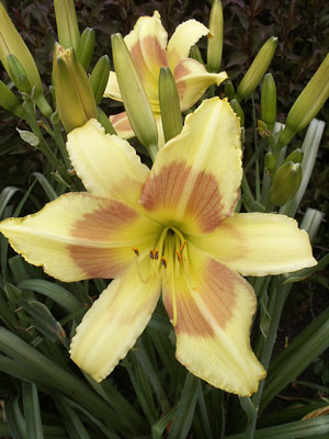 'Merlot Splash' daylily against heavily budded scapes in a clump.