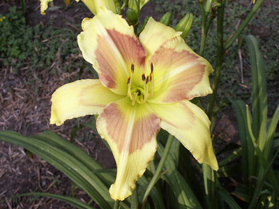 'Merlot Splash', a large-flowered daylily, yellow with a large light burgundy eye.