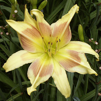A 4x4 polymerous bloom of daylily 'Merlot Splash' with petals showing spatulate traits. 