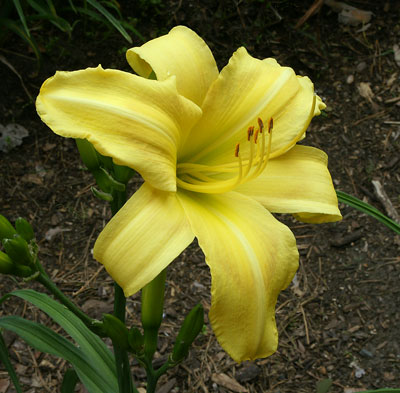 Daylily Minnesota Sunshine