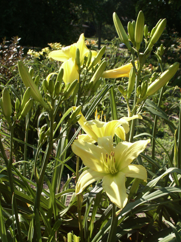 Minnesota Sunshine displays good branching and bud count