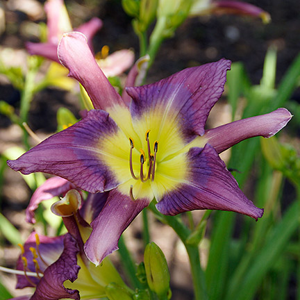 Daylily 'Molly's Favorite' is a quirky 7", clear purple UF with a blue-purple eye.