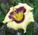 Thumbnail photo of 'Bison Royalty' daylily.