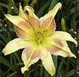 Thumbnail photo of 'Merlot Splash' daylily.