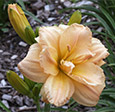 Thumbnail photo of 'Peach Flurry' daylily.