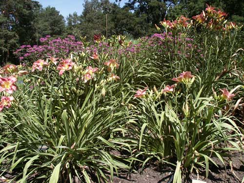 Daylily Garden Scene