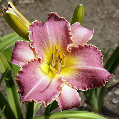 Daylily 'Laura Eva' has a 6" ruffled rose lavender flower.