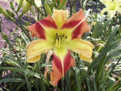 'Love and Dazzle', an orange and yellow bitone daylly with brilliant red-orange chevron eye.