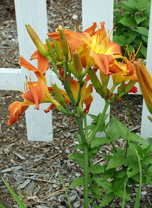 A trio of 'Ambrosia Rows' daylily blooms in mid-afternoon.