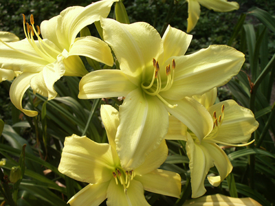 'Minnesota Sunshine', a floriferous large-flowered lemon yellow daylily.