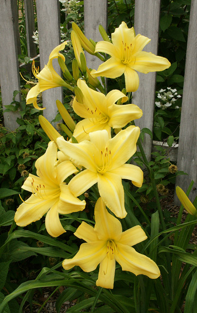 A floriferous display of 'Minnesota Sunshine' daylily.