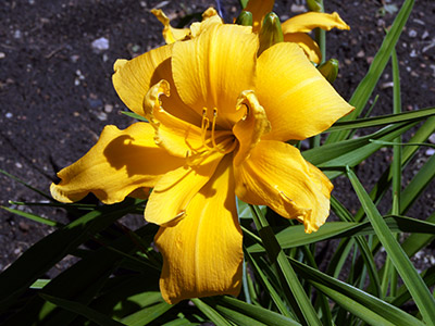 'Solid Gold Spats', a bright gold double spatulate daylily, 2014 introduction.