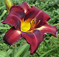 Thumbnail photo of 'Bison Royalty' daylily.