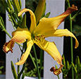 Thumbnail photo of 'Cinnamon Crunch' daylily.