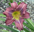 Thumbnail photo of 'Grape Kiss' daylily.