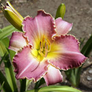 Thumbnail photo of 'Laura Eva' daylily.