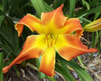 Thumbnail photo of 'Mango Punch' daylily.