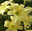 Thumbnail photo of 'Minnesota Sunshine' daylily.