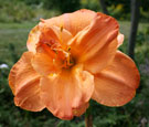 Thumbnail photo of 'Mango Punch' daylily.