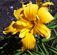 Thumbnail photo of 'Solid Gold Spats' daylily.