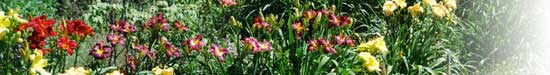 Daylily Border