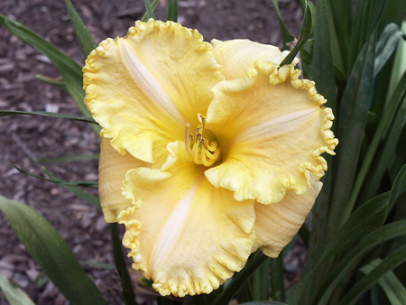 all_in_ruffles