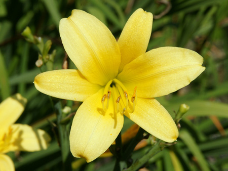 autumn_daffodil