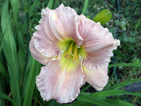 barbara_mitchell