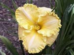all_in_ruffles