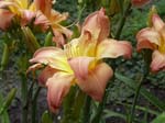 ambrosia_rows