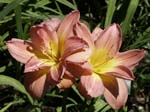 ambrosia_rows_pair