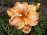 apricot_jade